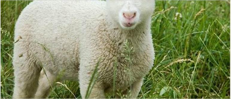 Finn dorset sheep